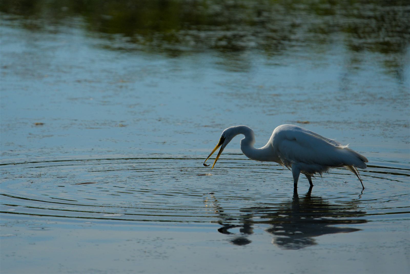 Garça branca em lago ao entardecer