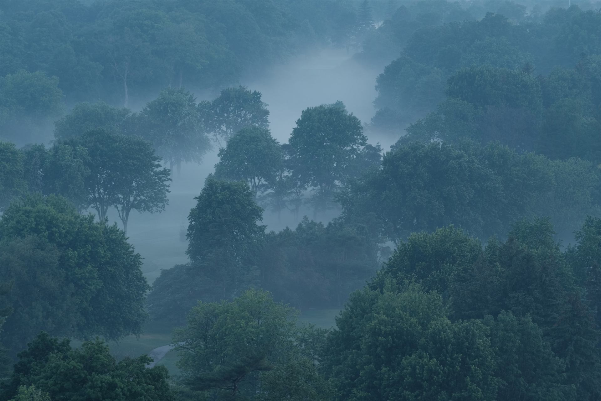 Floresta sob neblina azul do amanhecer